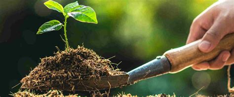 tree planting charity|tree planting charity gift.